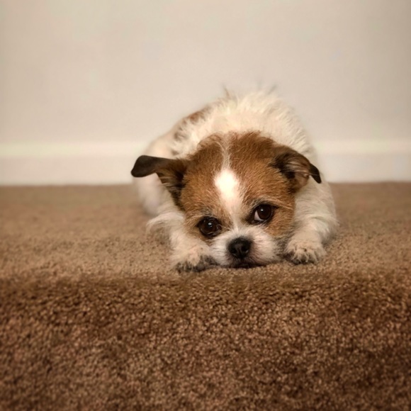 Meet your Posher- Caitlin Palmer - Picture 2 of 7